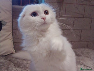 Scottish Fold cats ready now for there forever homes - Advert 1