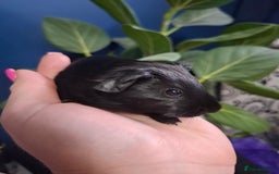 Guinea Pig rodents for sale: Beautiful Baby Guinea Pigs - Image 6