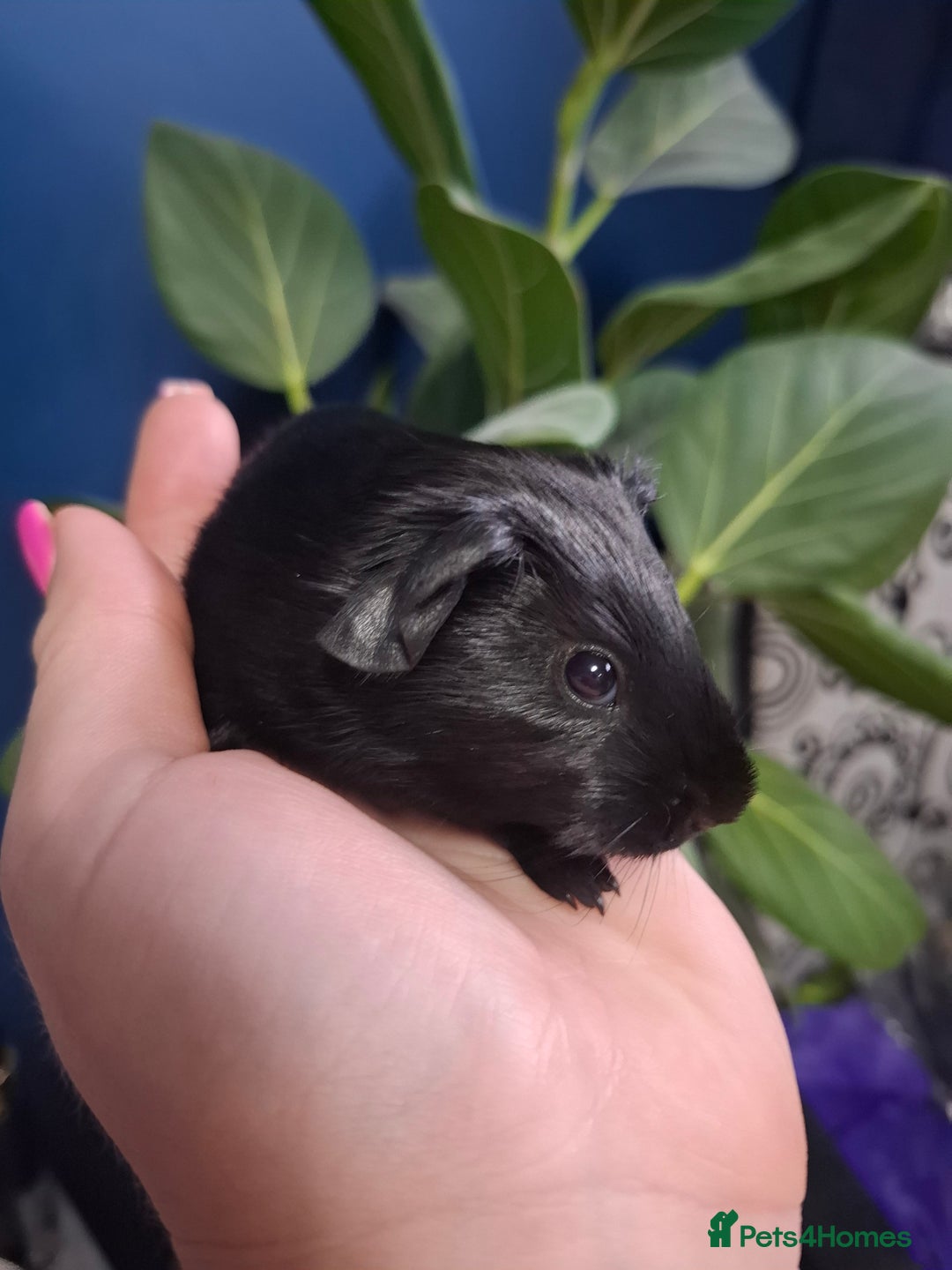 Guinea Pig rodents for sale: Beautiful Baby Guinea Pigs - Image 6