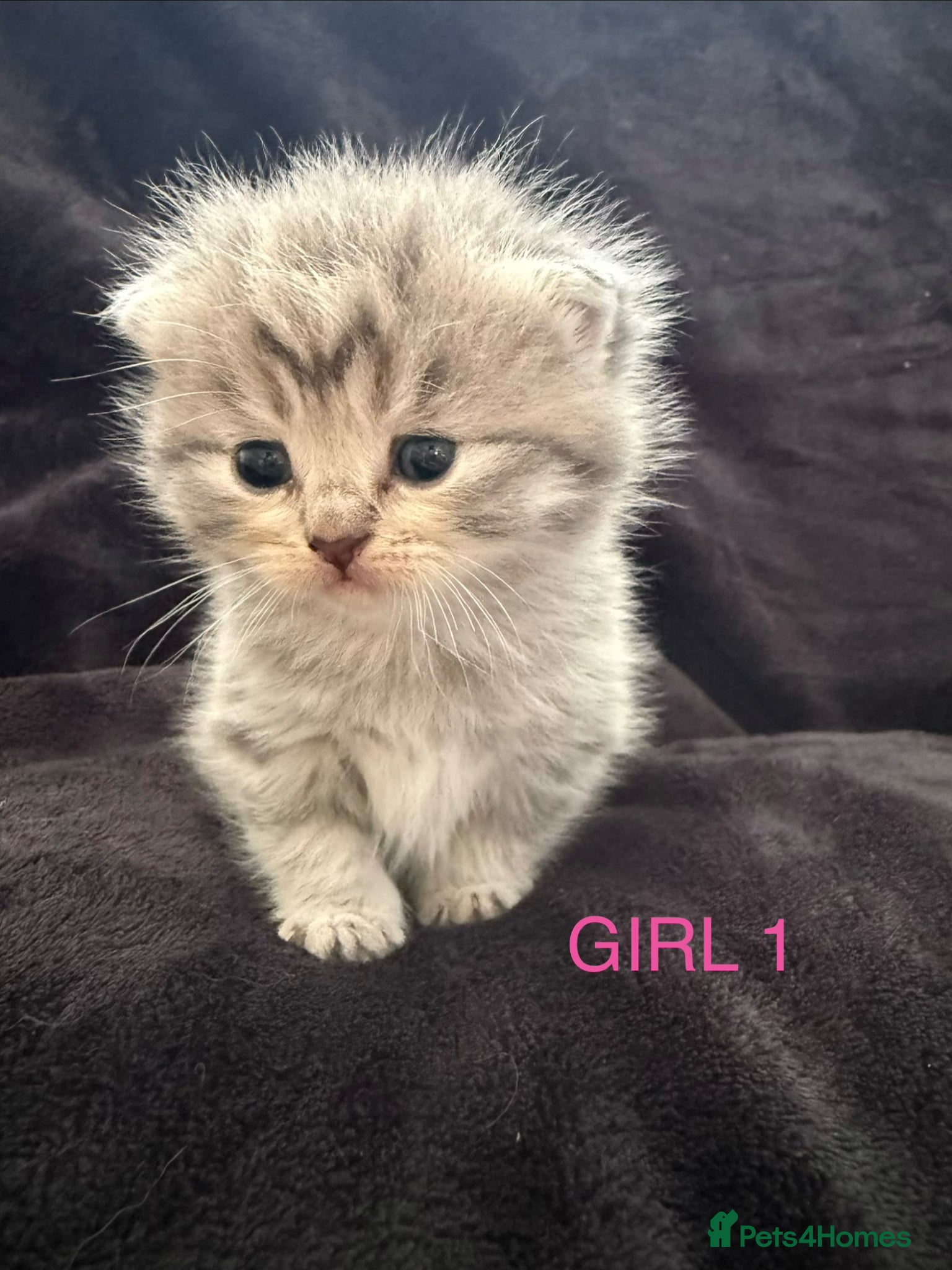 Scottish Fold cats Scottish fold kittens-Both parents TICA registered - Advert 7
