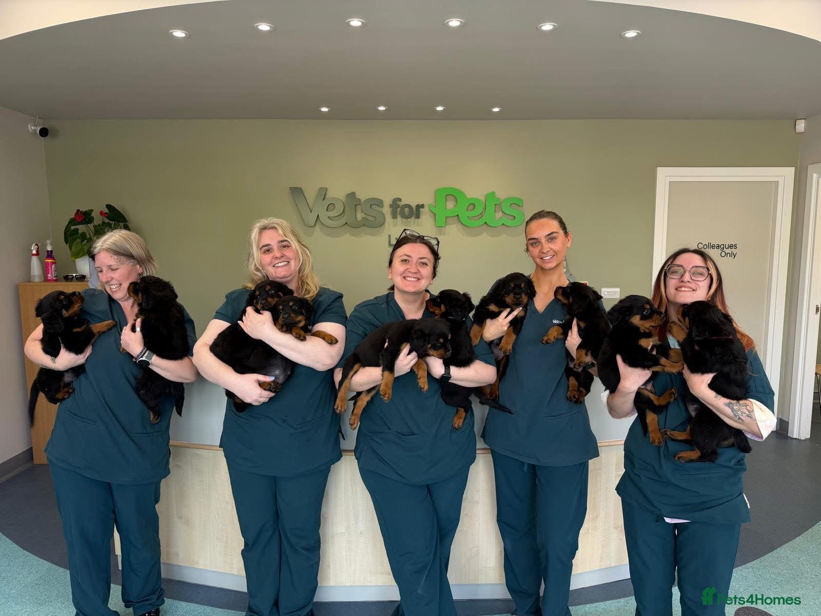 Rottweiler dogs 🐾 Ready to Go - Fluffy Rottweiler Puppies🐾 - Advert 2