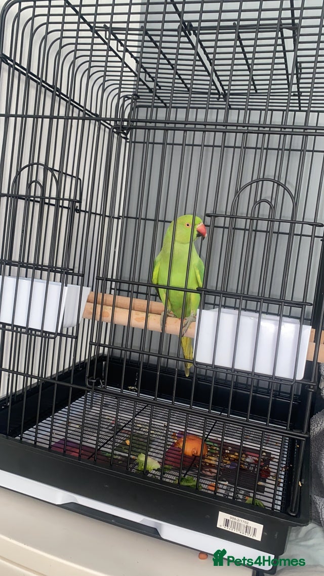 Ringnecks birds 5-6 month old Indian ringneck  - Advert 3