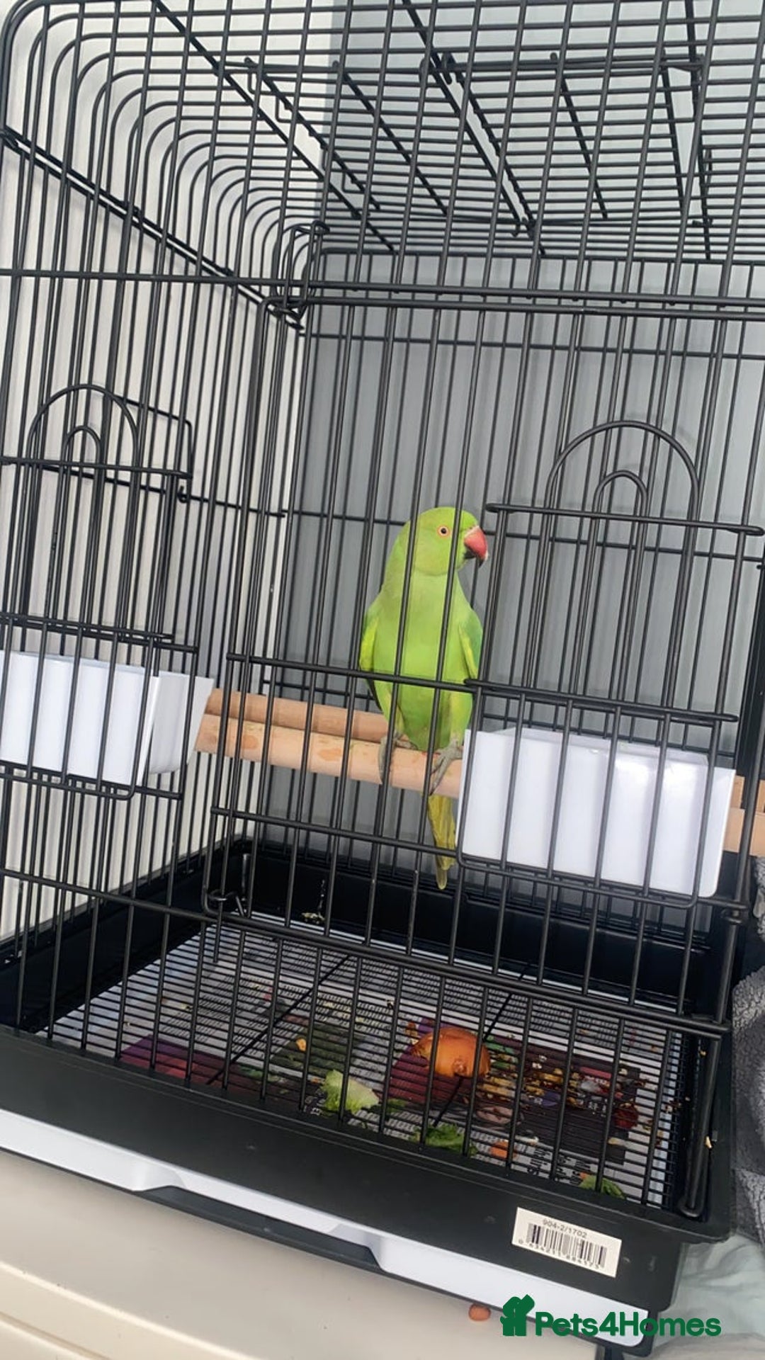 Ringnecks birds for sale: 5-6 month old Indian ringneck  - Advert 1