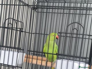 Ringnecks birds 5-6 month old Indian ringneck - Advert 3