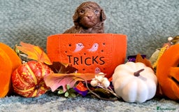 Miniature Poodle dogs for sale: Beautiful Miniature Poodle pups  - Image 12