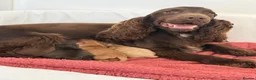 Cocker Spaniel dogs for sale: Show type cocker spaniels in Shipley - Advert 4
