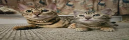 Bengal cats for sale: Bengal Males in Craven Arms - Advert 3