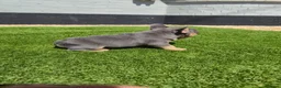 French Bulldog dogs for sale: Top Quality KC Registered French Bulldog 2x Micro  in Bournemouth - Advert 17
