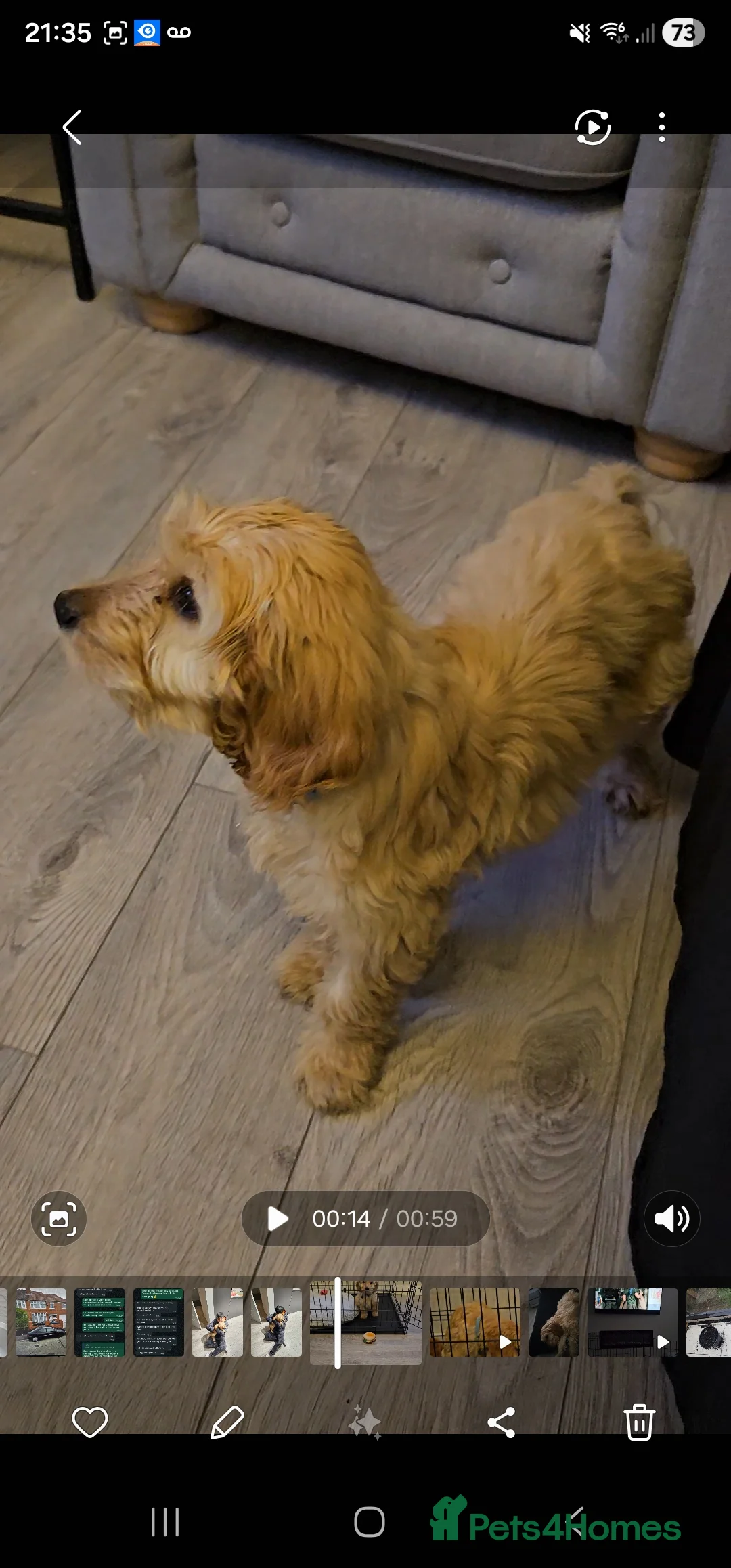 Cockapoo dogs for sale: Beautiful little cockapoo Boy in Walsall - Advert 4