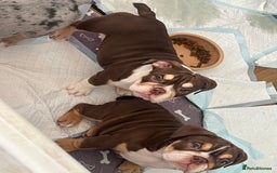 English Bulldog dogs for sale: One Beautiful Cuddly Girl Left 🏠💗 - Image 11