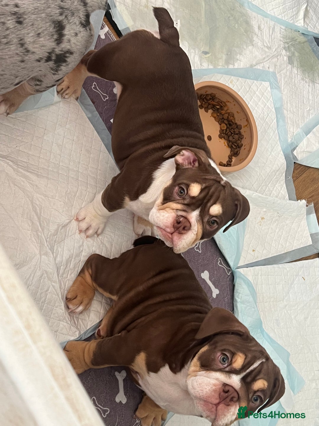 English Bulldog dogs for sale: One Beautiful Cuddly Girl Left 🏠💗 - Image 11