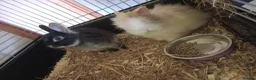 Netherland Dwarf rabbits for sale: Two male rabbits, bonded pair in Machynlleth - Advert 1
