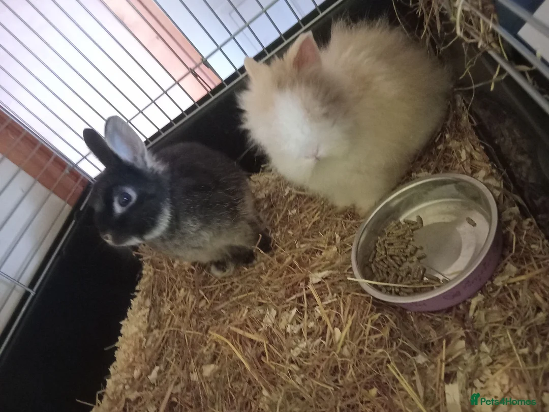 Netherland Dwarf rabbits for sale: Two male rabbits, bonded pair in Machynlleth - Advert 1