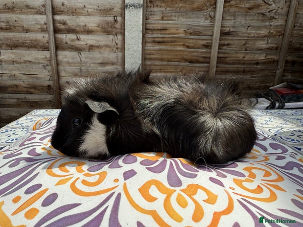 Guinea Pig rodents - Advert 13