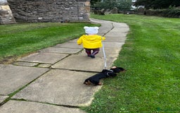 Dachshund dogs for sale: Standard smmoth haired dachshund  - Image 8