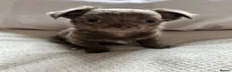 Chihuahua dogs for sale: Precious Tiny Chelsea Chihuahuas  - Advert 7