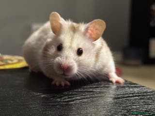 Hamster rodents Hamster FREE - Advert 1