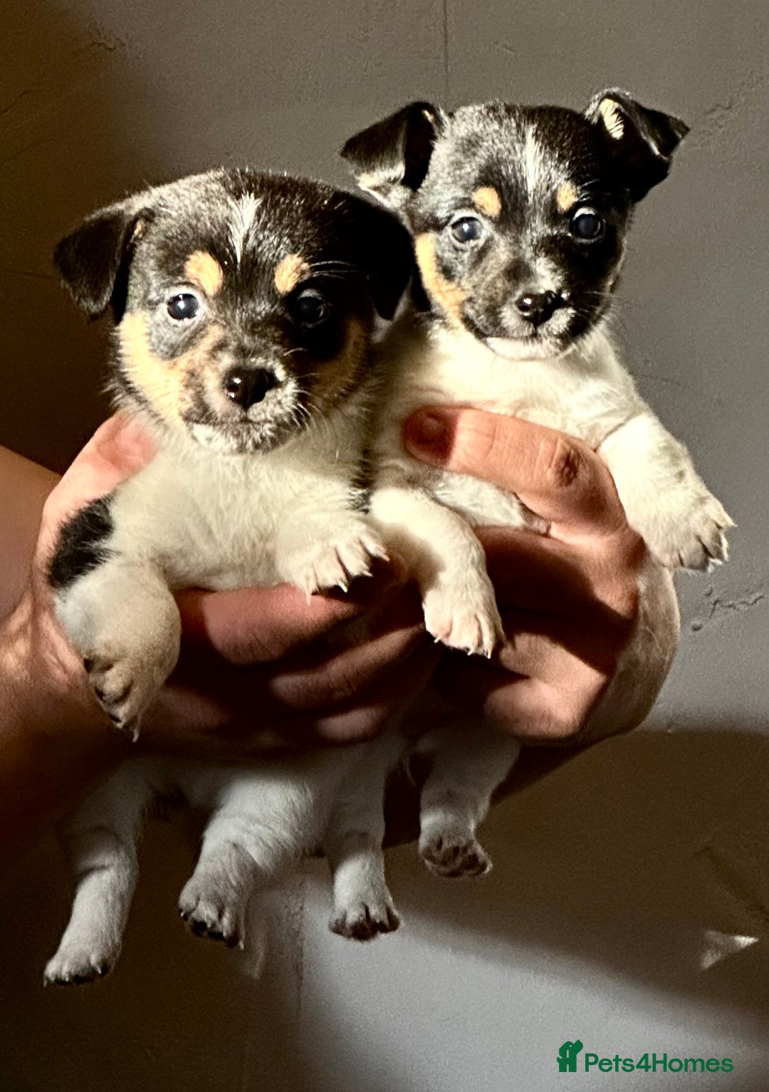 Jack Russell dogs for sale: Superb KC Reg’d Jack Russell Terrier DNA CLEAR - Advert 1