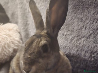 Rex rabbits Miniature Rex Boy Bunnies £30 each or both for £50 - Advert 8