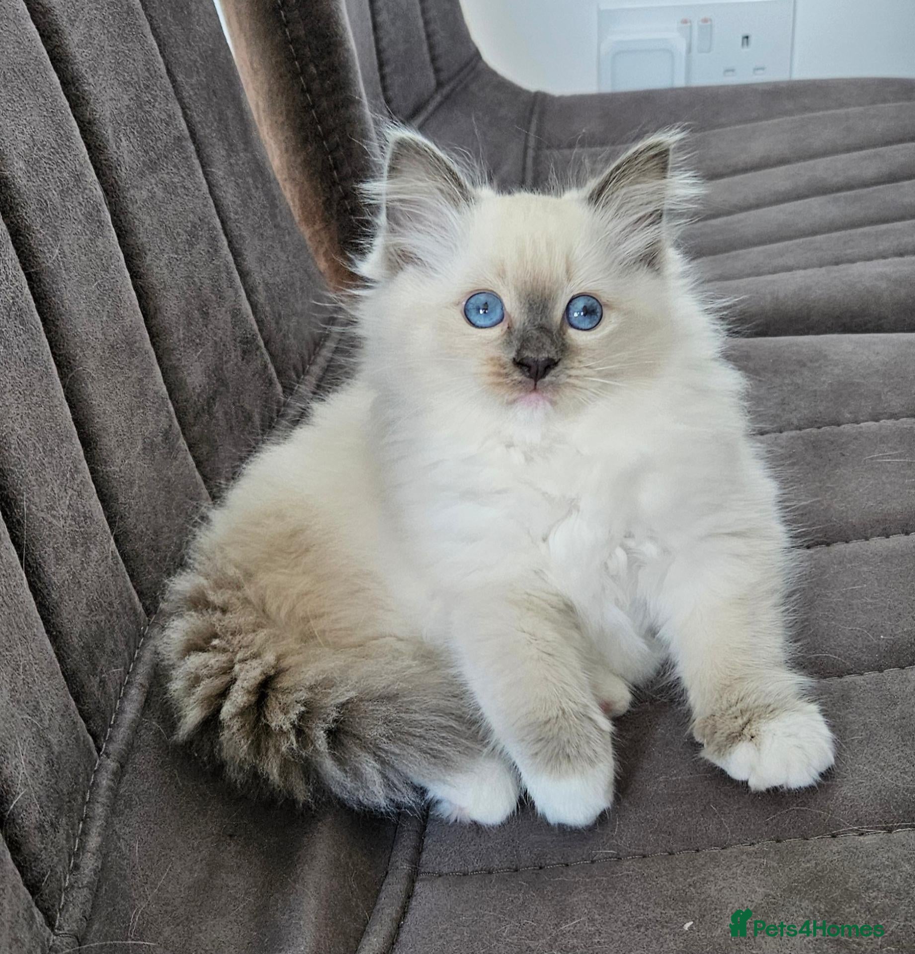 Ragdoll cats for sale: Stunning Ragdoll girl  - Advert 11