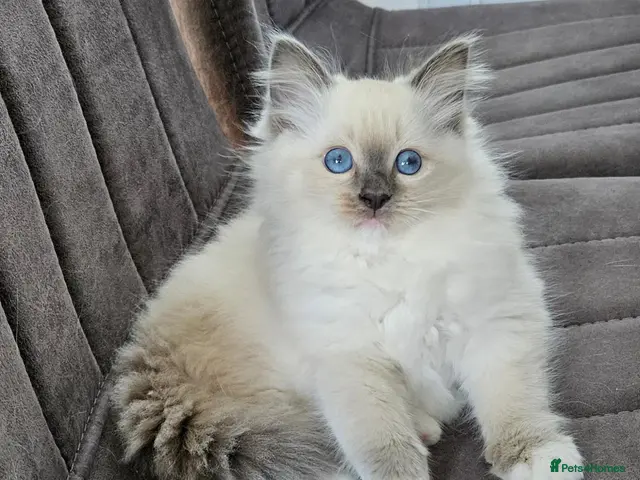 Ragdoll cats for sale: Stunning Ragdoll girl - Advert 11