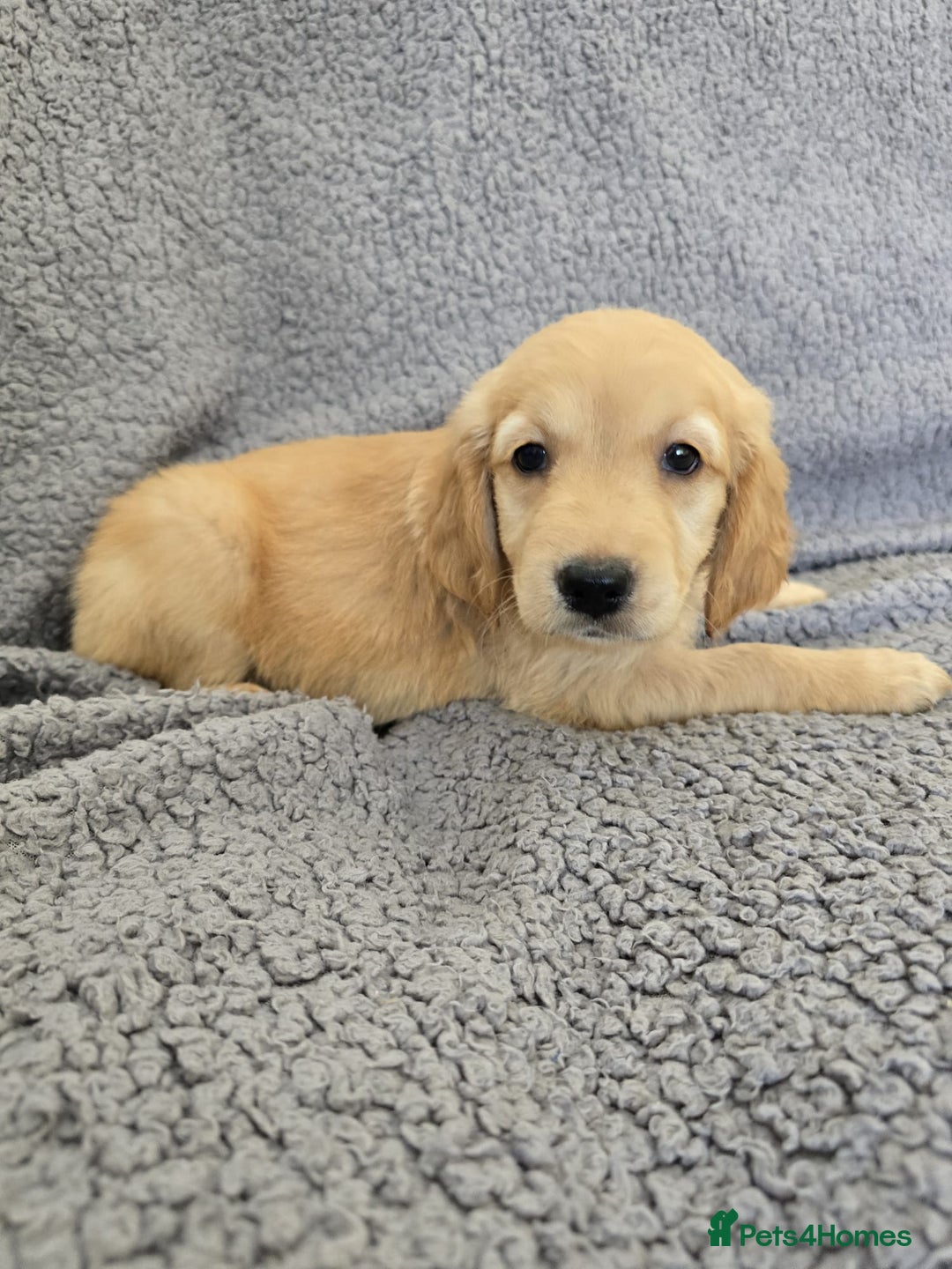 Golden Retriever dogs for sale: Kc Golden Retriever puppies for sale  - Image 27