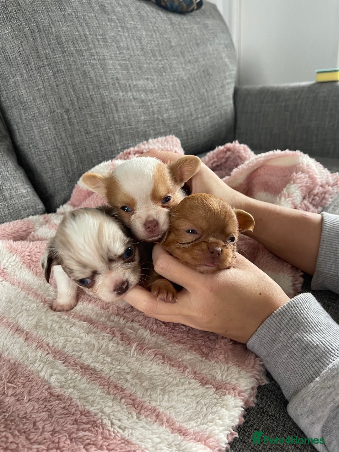 Chihuahua dogs for sale: Chihuahua Merle Puppies  - Image 1