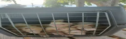 Ferret rodents for sale: Beautiful Ferret Kits for sale  - Advert 27