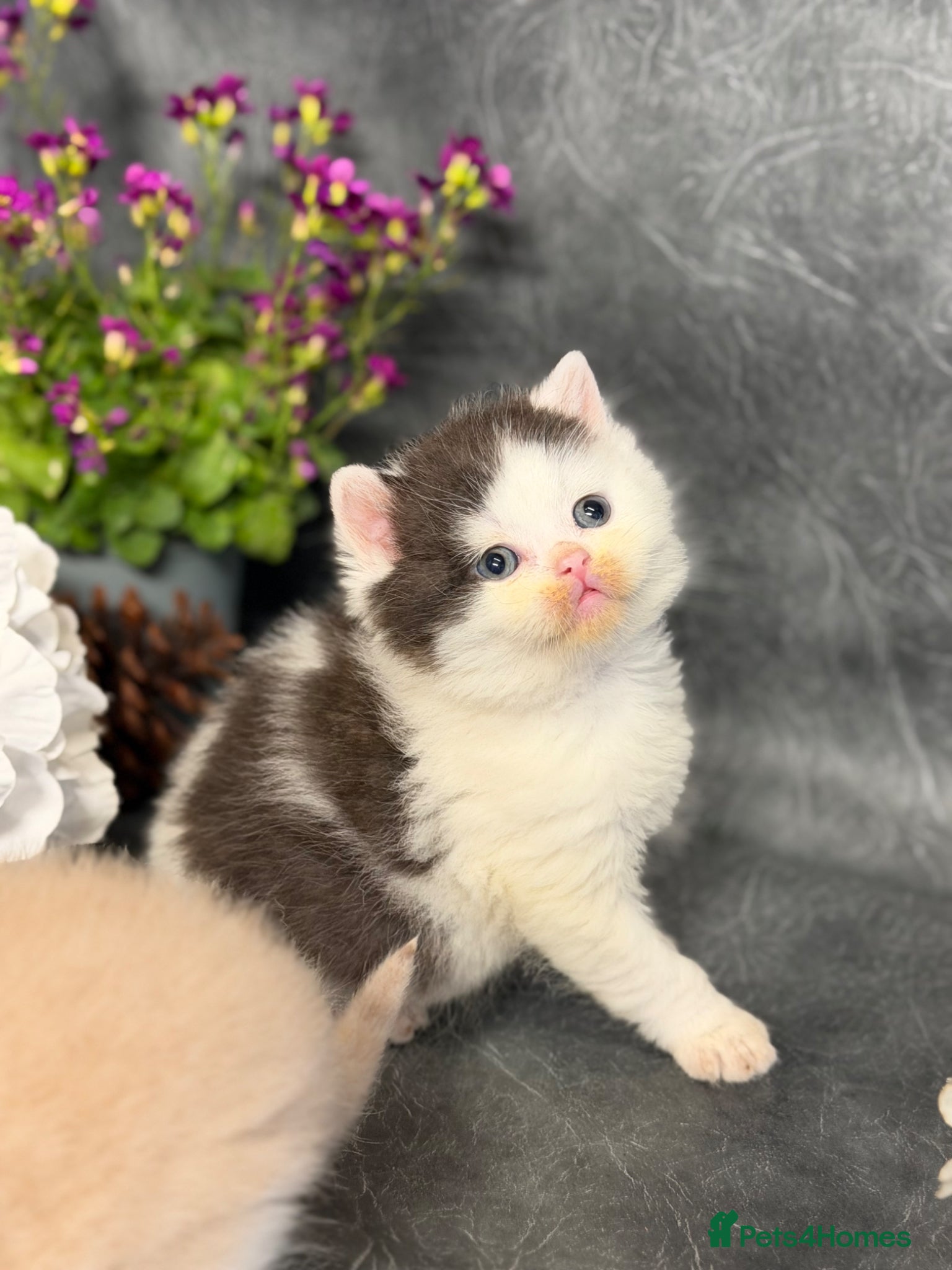 British Shorthair cats BRITISH SHORTHAIR - Full Pedigree/Registered  - Advert 1