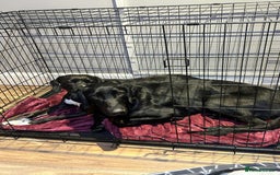 Mixed Breed dogs for adoption: NERO ❤️ lovable Goof ball  - Image 4