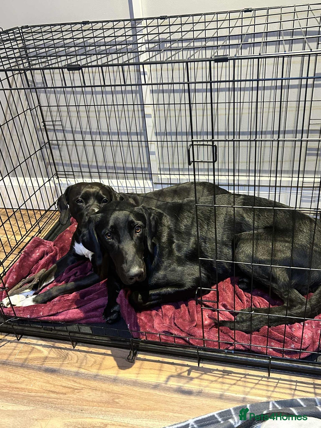 Mixed Breed dogs for adoption: NERO ❤️ lovable Goof ball  - Image 4