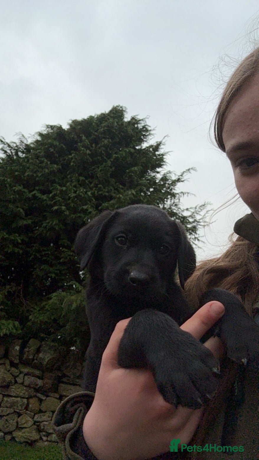 Labrador Retriever dogs Last dog pup remaining ** - Advert 11
