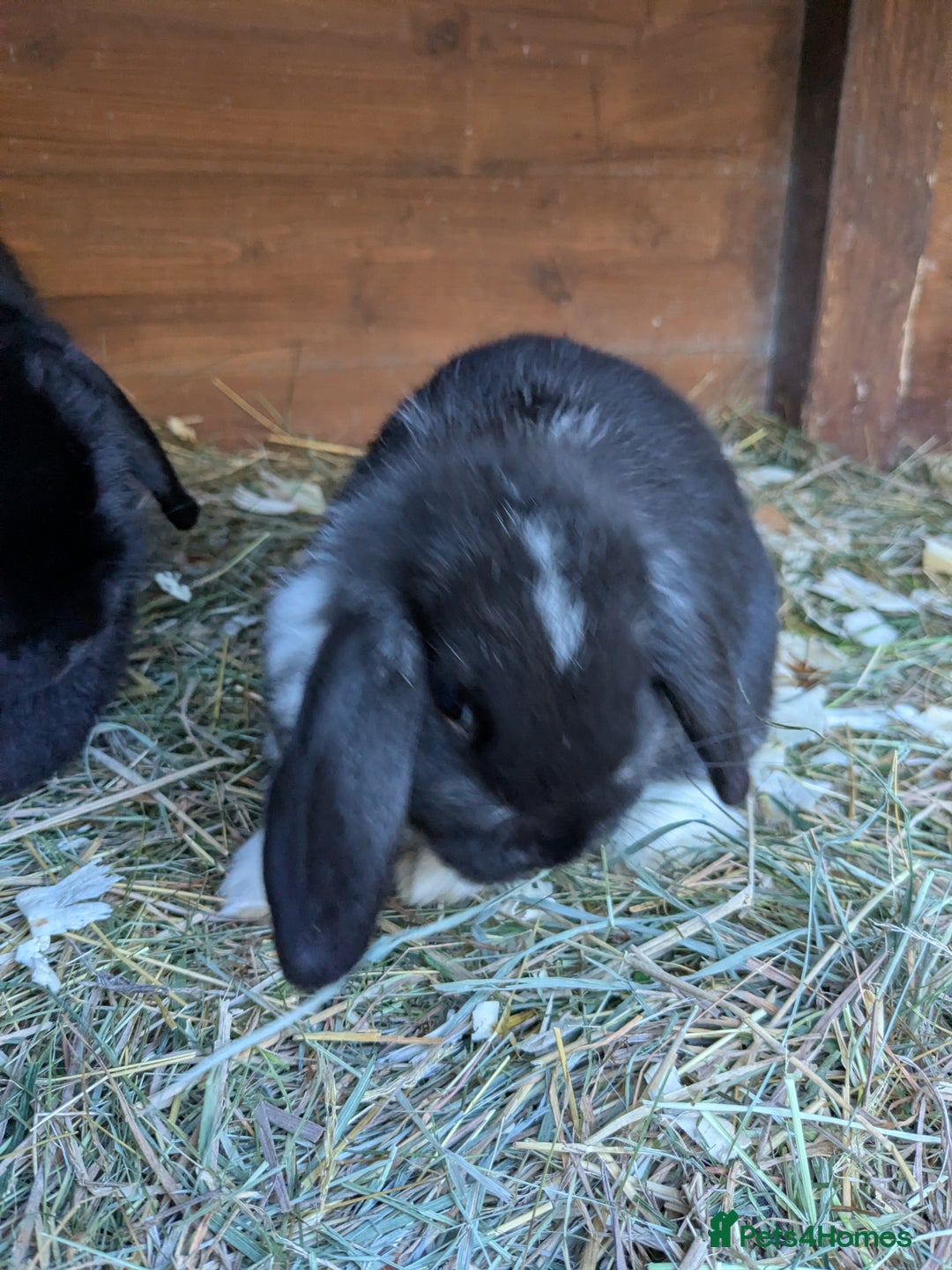 Mini Lop rabbits for sale: Mini lop rabbits - Advert 3
