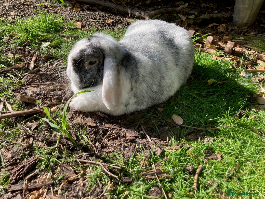 Mini Lop rabbits for sale: Mini lop for new home hutch and equipment included - Image 14