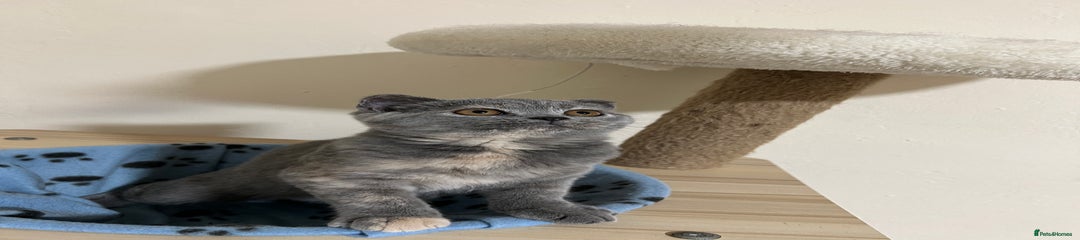 British Shorthair Kitten 5