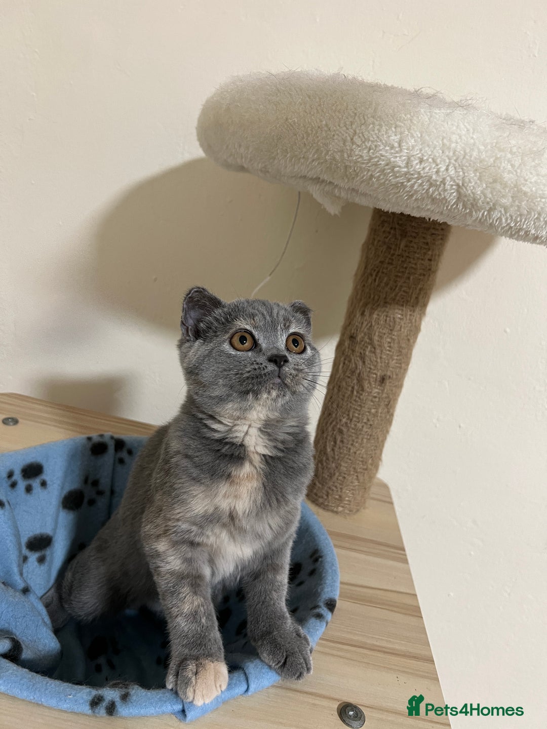 British Shorthair cats for sale: Adorable GCCF registered BSH kittens - Image 13