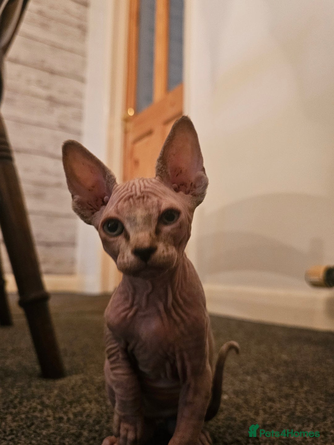 Sphynx cats for sale: Sphynx kittens - Image 4