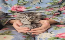 Siberian cats for sale: Hypoallergenic Traditional Siberian kittens  - Image 1