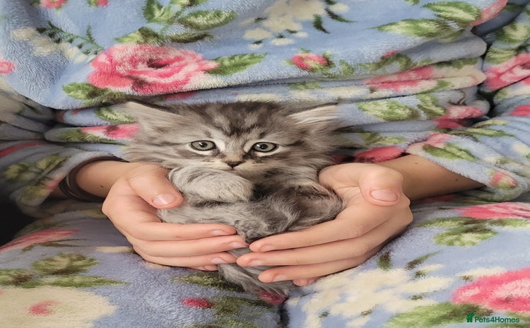 Siberian cats - Advert 1