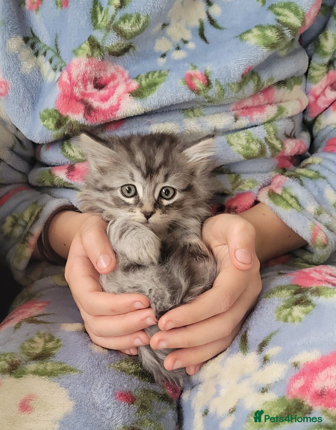 Siberian cats for sale: Hypoallergenic Traditional Siberian kittens  - Image 1