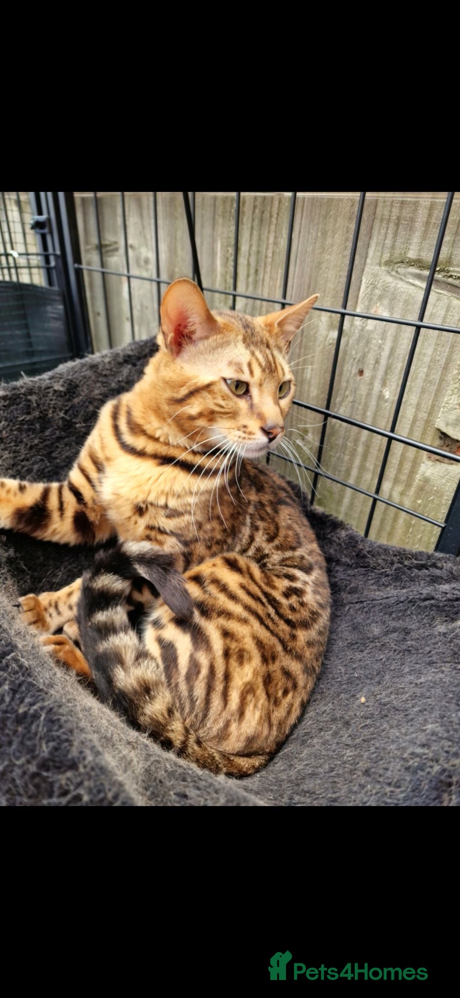 Bengal cats Beautiful Bengal Boy - Advert 1
