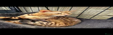 Bengal 1