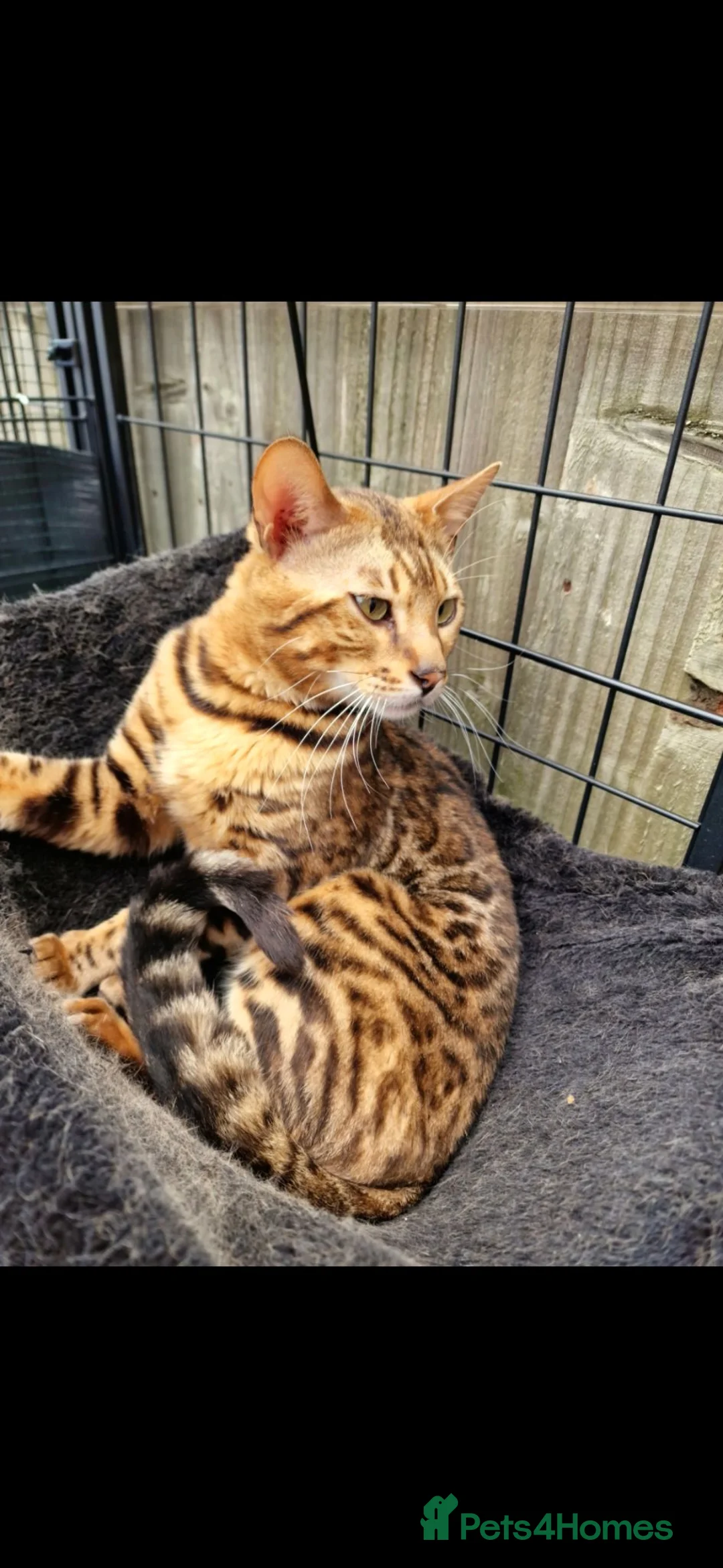 Bengal cats for sale: Beautiful Bengal Boy in Southampton - Advert 1