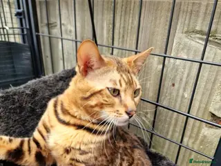 Bengal cats Beautiful Bengal Boy - Advert 1