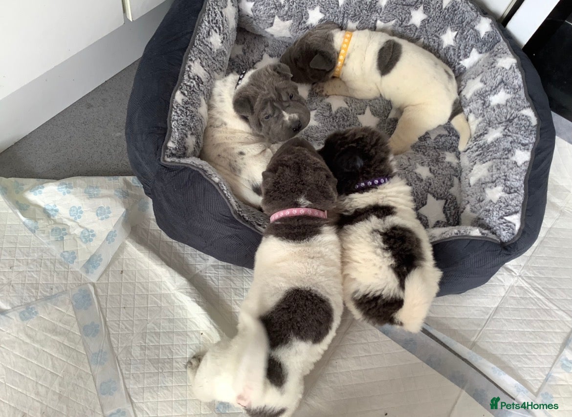 Shar Pei dogs Kc registered shar pei 2 girls left - Advert 1