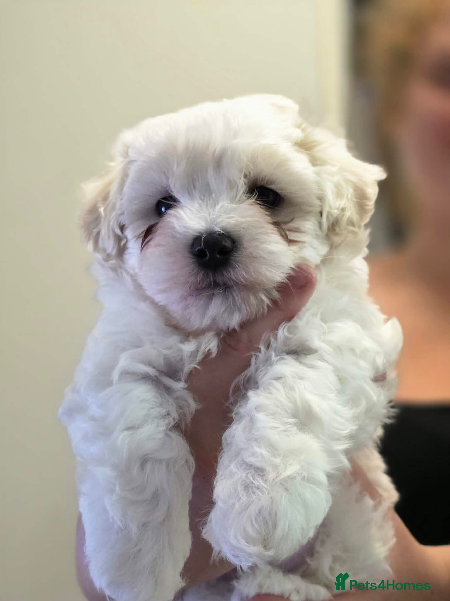 Maltese dogs for sale: Maltese dog for sale - Advert 3