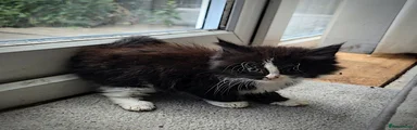 Kitten 3