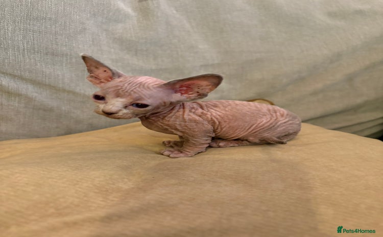 Sphynx cats - Advert 6