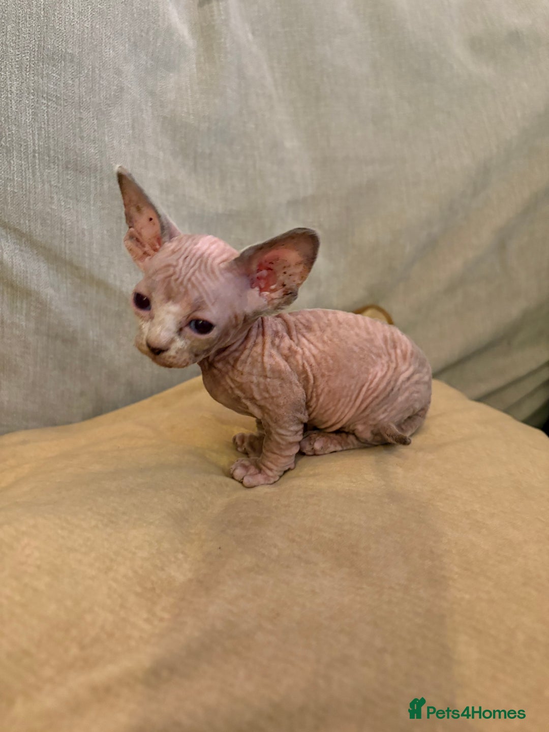 Sphynx cats for sale: 🖤 Sphynx Kittens for Sale – Ready August 🐾 - Image 3