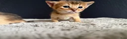 Abyssinian cats for sale: TICA reg rarest colours Aby kittens boys and girls - Advert 4